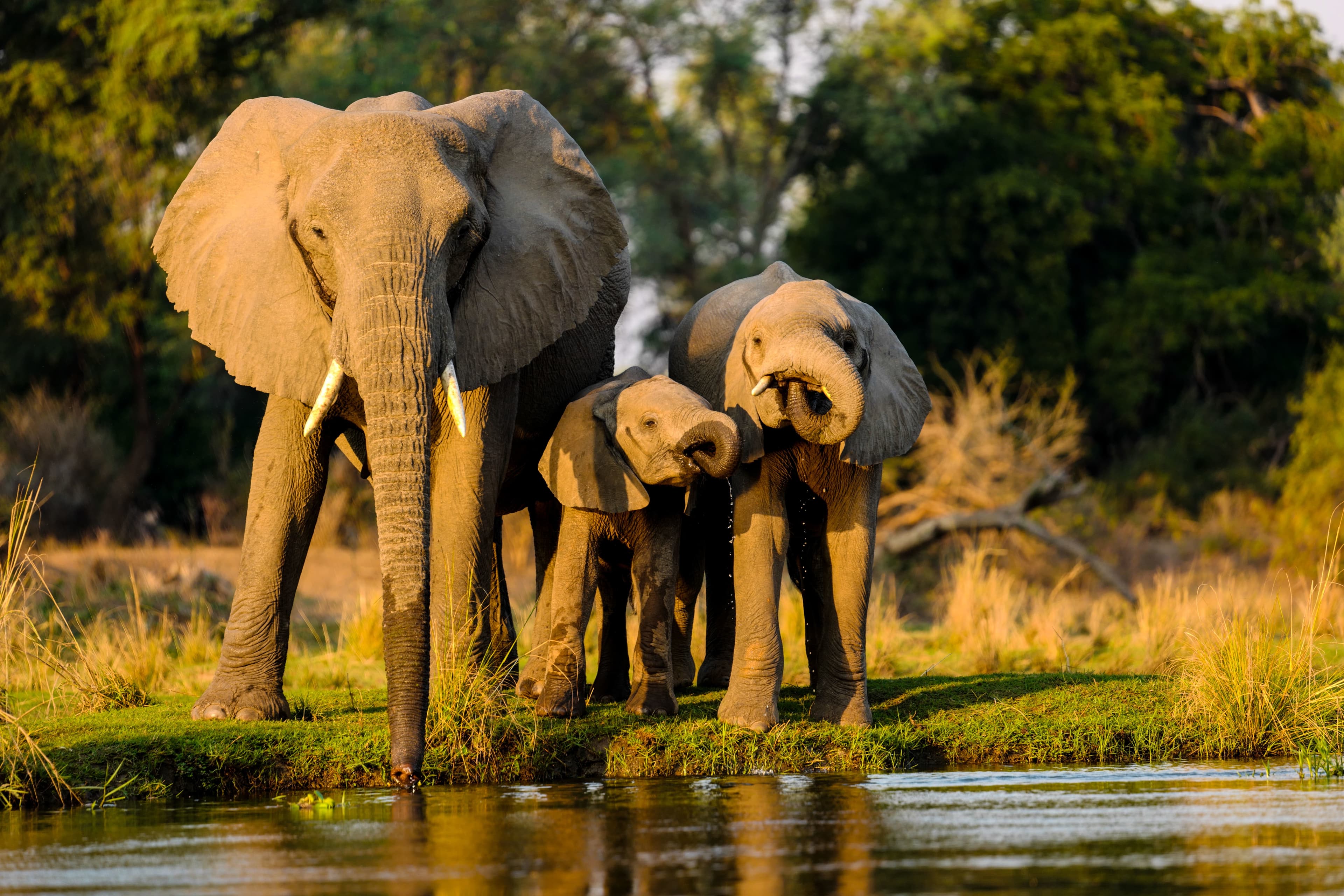Safari scene