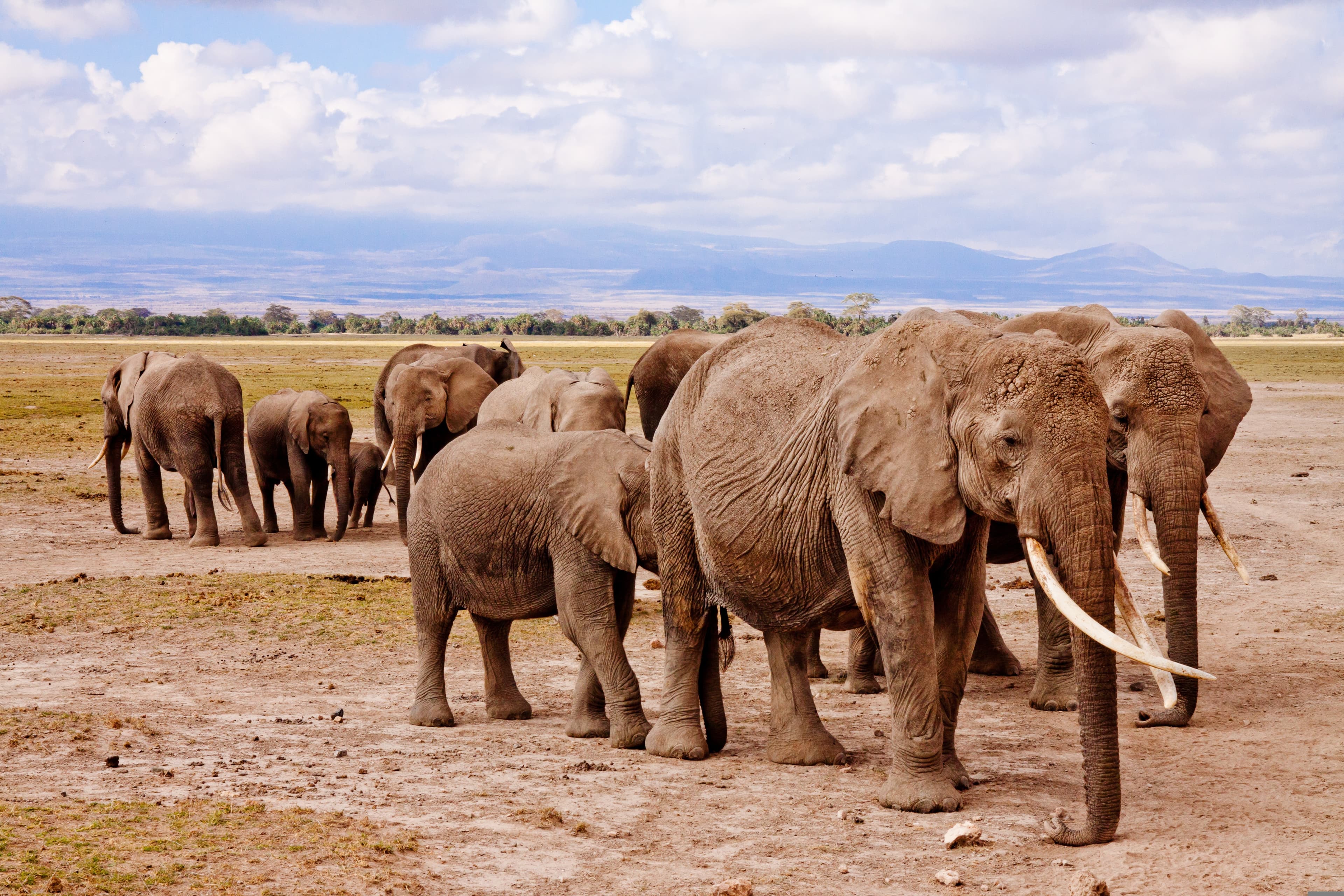 3-Day Amboseli Family Safari